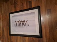 Bild Bilderrahmen schwarz Pinguine Ikea 80x60 Hessen - Neustadt Vorschau