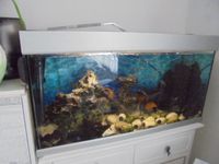 Aquarium von Eheim 200l komplett ohne Unterschrank Bayern - Erdweg Vorschau