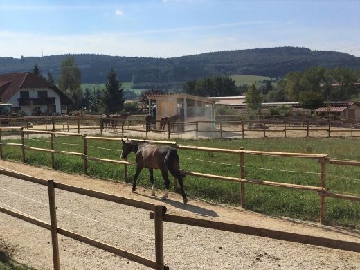 Reitplatzmatte / Paddockplatte  + OHNE Unterbau verlegbar + in Ostbevern