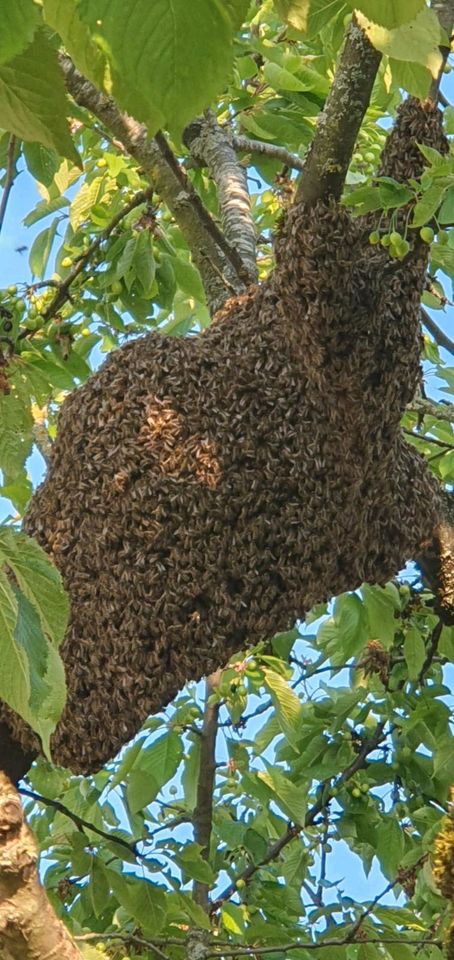 Bienenschwarm in Reutlingen