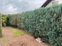 Thuja, Hecke entfernen, Heckenrodung, Wurzeln, Baumstümpf Saarland - Beckingen Vorschau