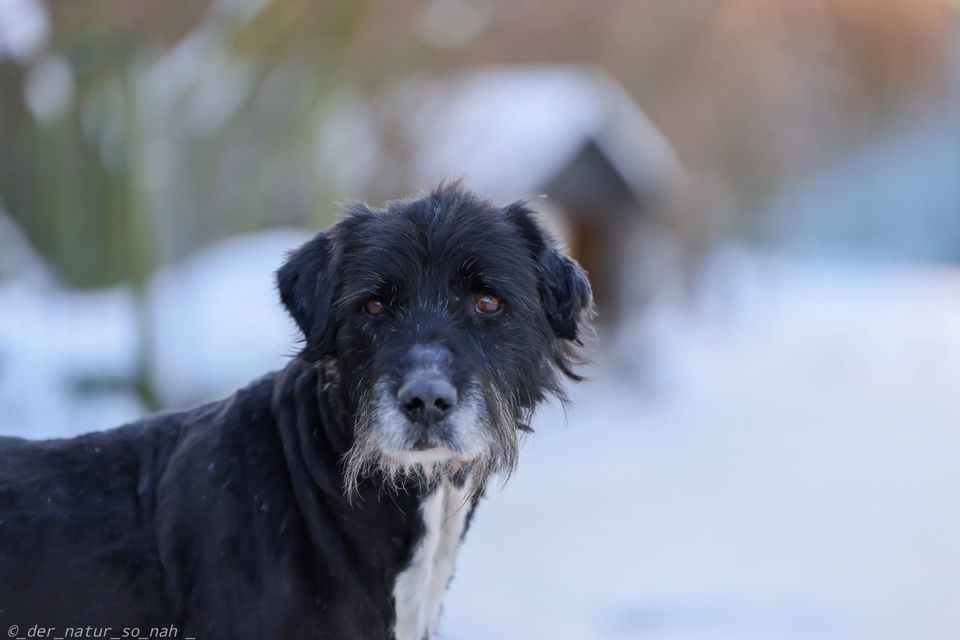 Ruhiger LASSE ❤️ aus dem Tierschutz sucht seine Menschen in Möckern