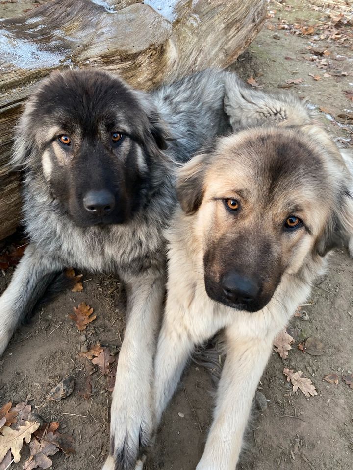 Herdenschutzhund Wilma sucht ein neues Für-immer-Zuhause in Toppenstedt