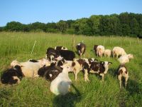 Ostfriesische Milchschafe, Mutterschafe, Schafe, Eilämmer, Lämmer Herzogtum Lauenburg - Alt Mölln Vorschau