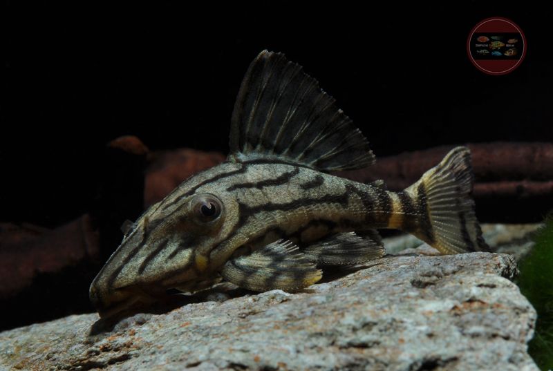 L191 Royal Pleco Panaque sp. *AB 49 €* in Hoppegarten