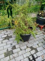 Pflanze für den Garten Hessen - Kassel Vorschau