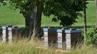 Bienen Bienenvolk Zander Bayern - Ziemetshausen Vorschau