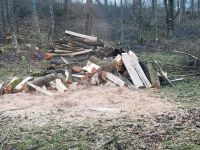 Baumfällungen Baden-Württemberg - Kupferzell Vorschau