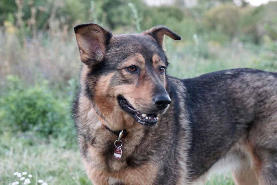 Leider immer noch aktuel(05/2024) FRIDA - Hund vermisst in Freiburg im Breisgau