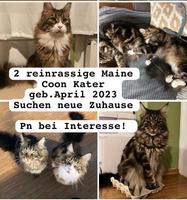 2 Junge Maine Coon Kater  mit Stammbaum Dresden - Prohlis-Nord Vorschau