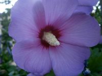 GARTEN-HIBISKUS  (Hibiscus syriacus) - LILA - SAMEN Sachsen-Anhalt - Lutherstadt Wittenberg Vorschau