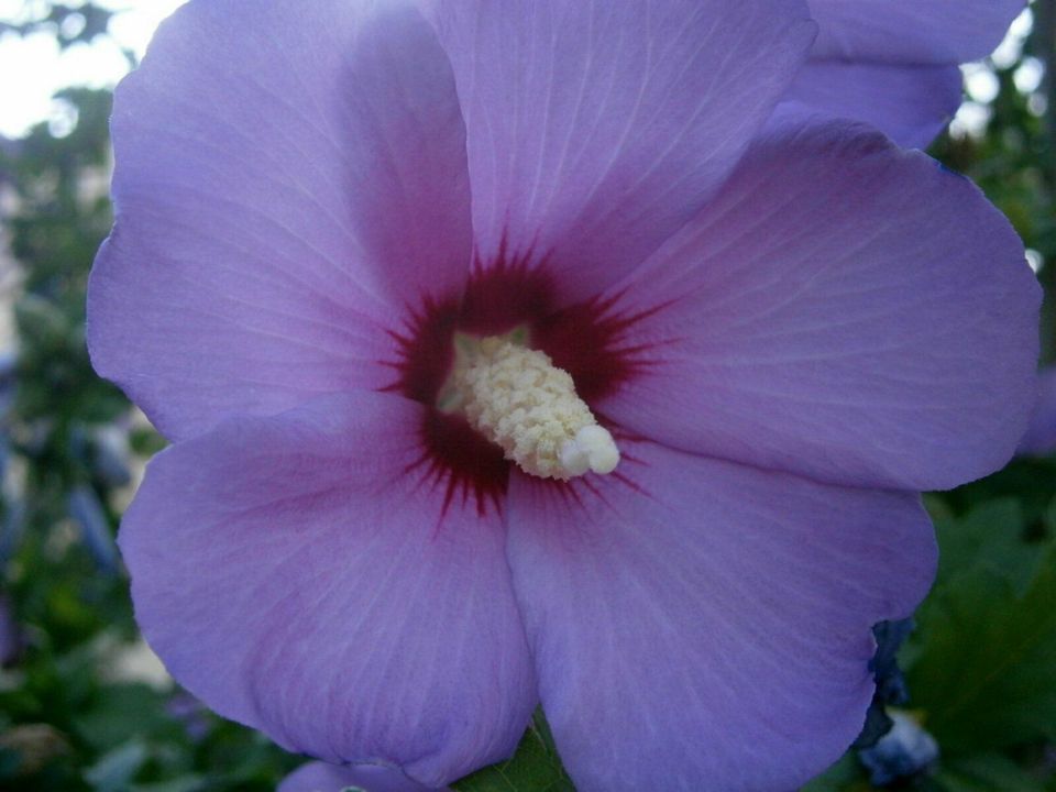 GARTEN-HIBISKUS  (Hibiscus syriacus) - LILA - SAMEN in Lutherstadt Wittenberg