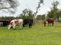 Rinder Kälber Färsen Bulle Mecklenburg-Vorpommern - Wismar Vorschau