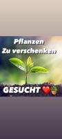 Pflanzen zu verschenken ☀️☺️ gesucht Brandenburg - Schönwalde-Glien Vorschau