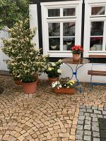 Gartenhilfe gesucht für 2-3 Stunden im Monat Nordrhein-Westfalen - Lügde Vorschau