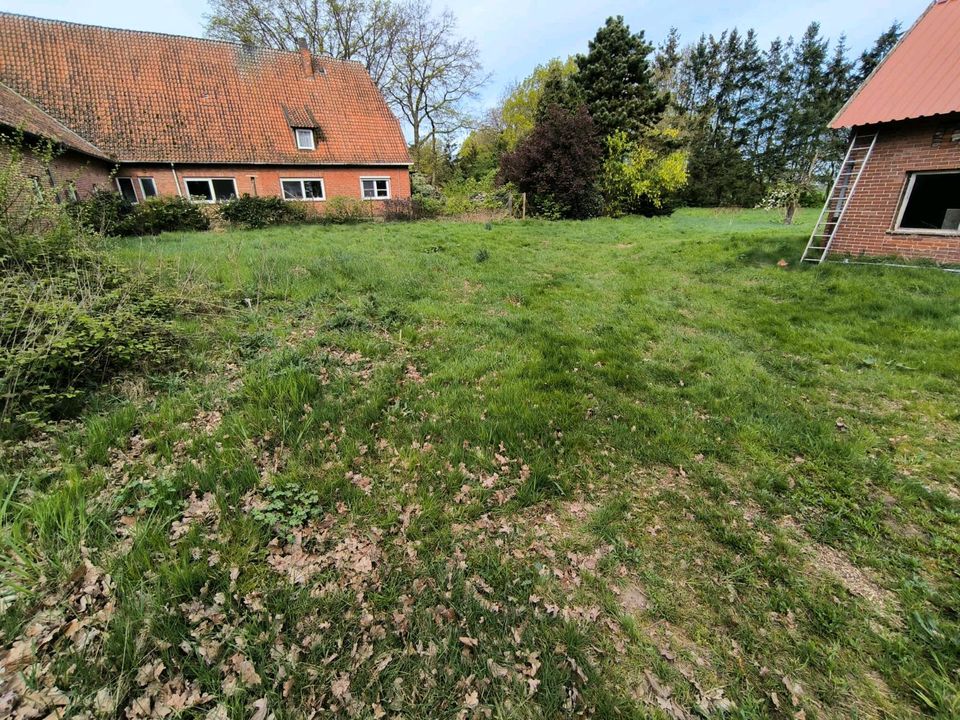 Weidefläche zum kostenlosen Abgrasen in Borstel b Sulingen