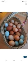 Eier von glücklichen Hühner Saarland - Neunkirchen Vorschau