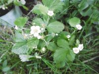 Oregano, Zitronenmelisse, Pfefferminze, Walderdbeere etc Frankfurt am Main - Fechenheim Vorschau