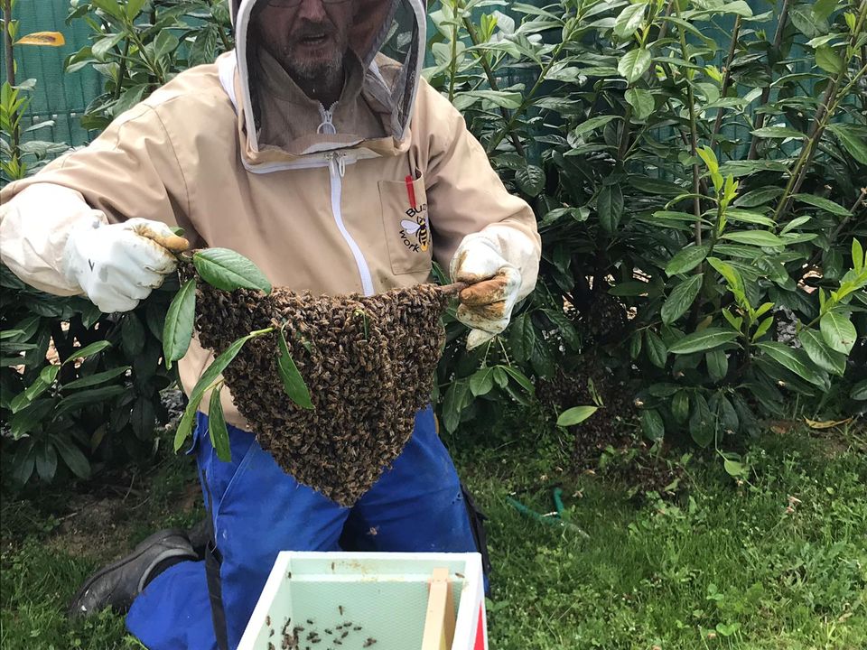 Bienenschwarm einfangen in Grevenbroich