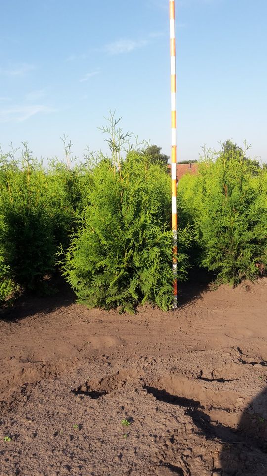 Thuja Brabant Heckenpflanzen 100/300 cm Versand NRW möglich. in Kranenburg