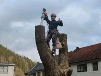 Baumfällung Baumpflege Heckenschnitt Wiesenmahd PSA-Prüfung Thüringen - Katzhütte Vorschau