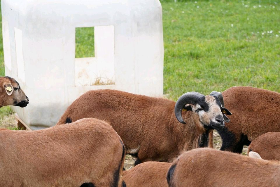 Kamerun Schafbock Reinrassig in Nünchritz