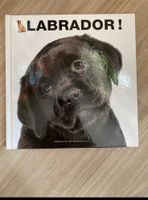 Labrador Buch Sachsen-Anhalt - Magdeburg Vorschau