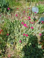 Kronen-Lichtnelke / Vexiernelken pink blühend Hessen - Gründau Vorschau