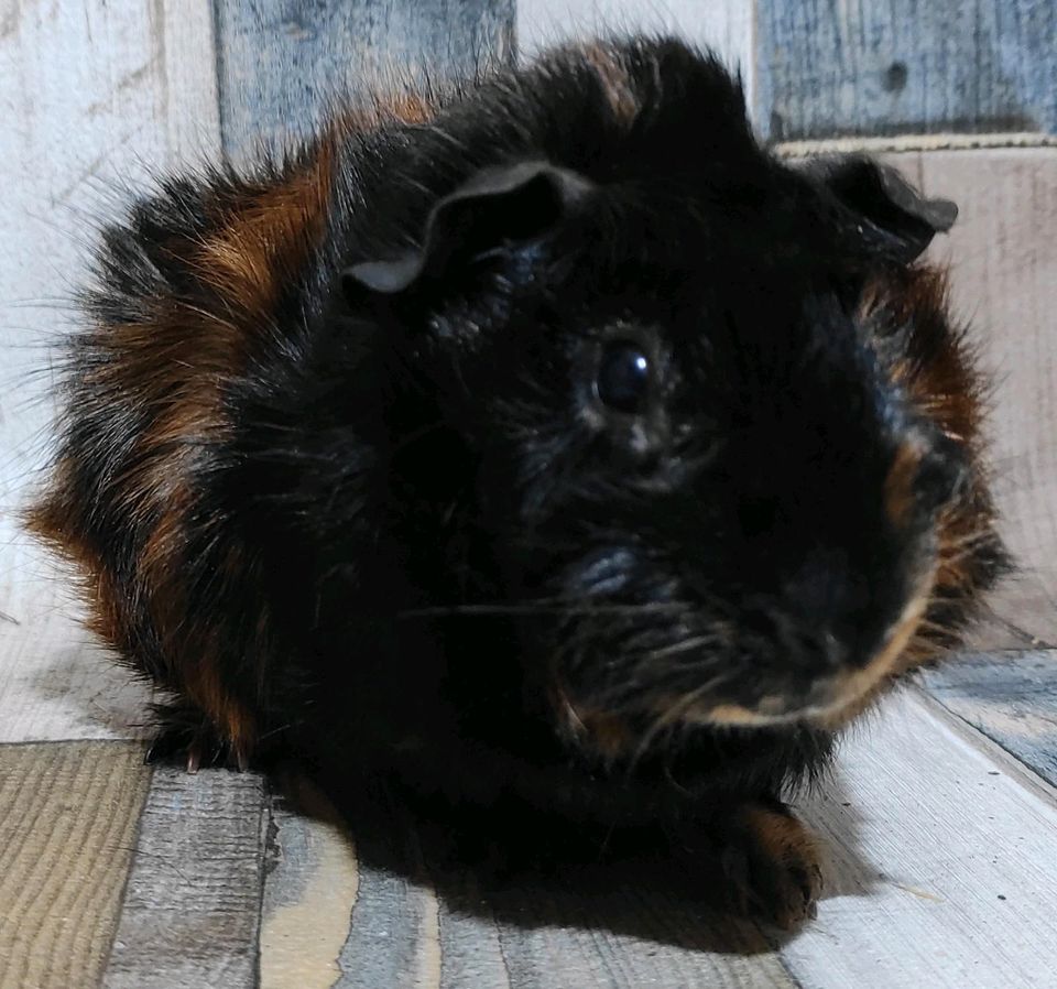 Satin Rosetten Meerschweinchen Bub brindle in Metelen