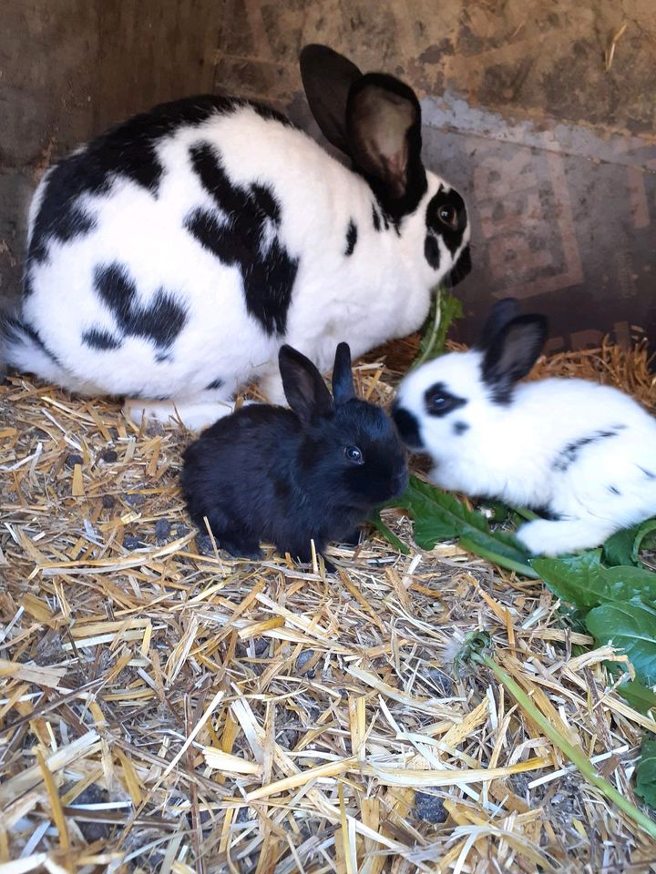 Hasen/Kaninchen/Deutsche Riesen in Ziemetshausen