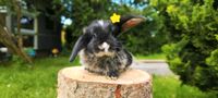Zwergwidder Kaninchenbabys Hessen - Aßlar Vorschau