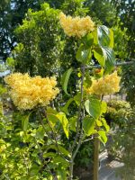 Peking Flieder Gold / Syringa pekinensis Beijing Gold / Höhe 90cm Nordrhein-Westfalen - Bocholt Vorschau