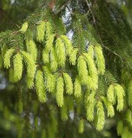 Gelbe Fichte 60-70cm - Picea abies Aurea Niedersachsen - Bad Zwischenahn Vorschau