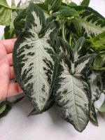 Syngonium Silver goosefoot Ableger Steckling Wetstick Nordrhein-Westfalen - Krefeld Vorschau