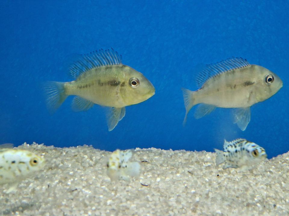 Gymnogeophagus balzanii, Ballonkopf-Erdfresser in Rügland