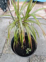 Pflanze , kleine Palme. Baden-Württemberg - Bempflingen Vorschau