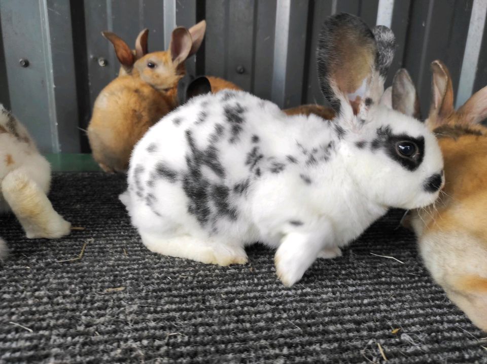 geimpfte Kaninchenbabys, bunte Rexe in Hetlingen
