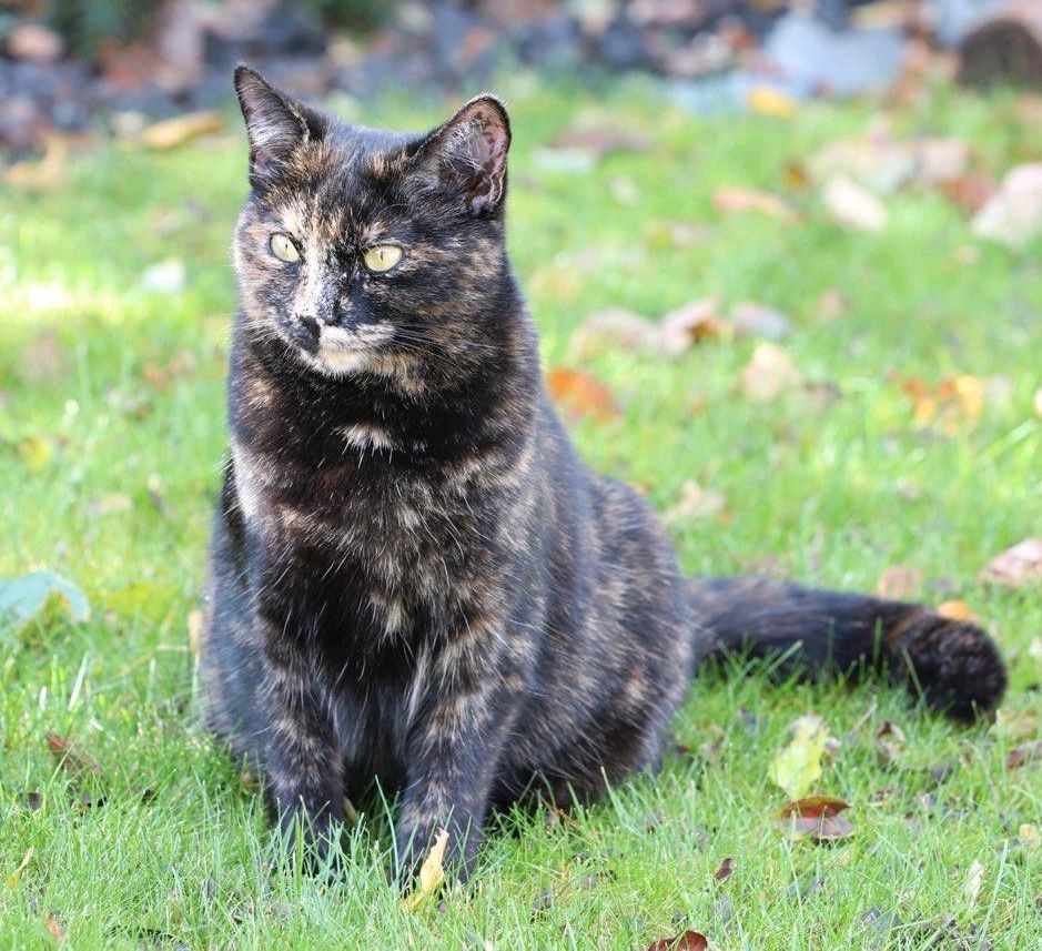 Katze Roxy immer noch VERMISST (schildpatt) - Finderlohn! in Kumhausen