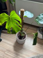 Monstera Deliciosa Hessen - Stadtallendorf Vorschau