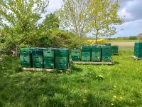 Bienenvölker Schleswig-Holstein - Gettorf Vorschau