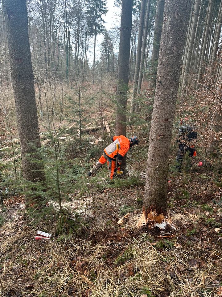 Motorsägenkurse, Brennholzkurs, Kettensägenschein, Baumkontrolle in Boitzenburger Land