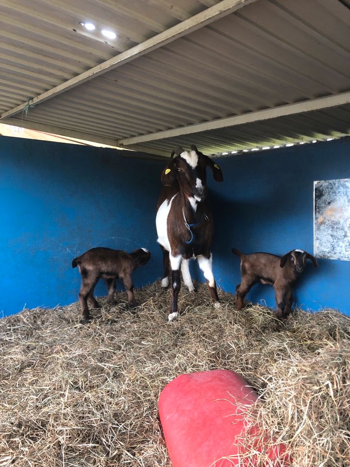 Ziegenlamm Anglo Nubier X Buren mix in Horn-Bad Meinberg