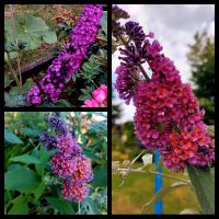 Pflanze Schmetterlingsflieder, buddleja "Flowerpower" und Magenta Niedersachsen - Georgsmarienhütte Vorschau