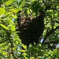 Bienenschwarm  -  jetzt schon reservieren Bayern - Oberaurach Vorschau