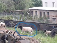 Schafbock Lammbock Dorper-Mischling Sachsen - Leubsdorf Vorschau