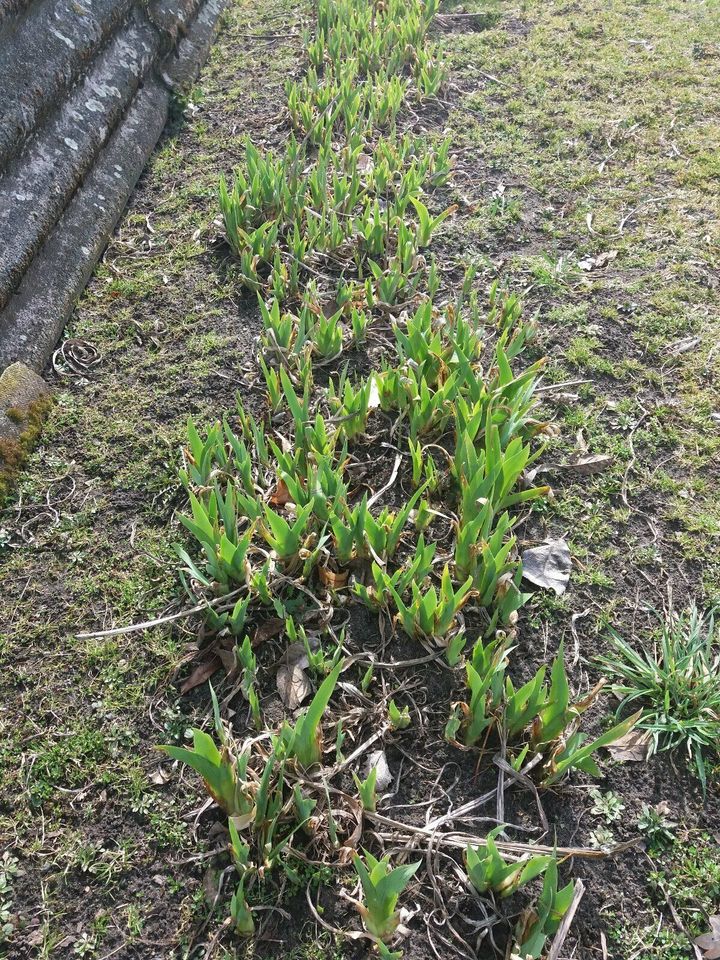 Gartenlilien winterhart,Blumenstauden in Löwenberger Land