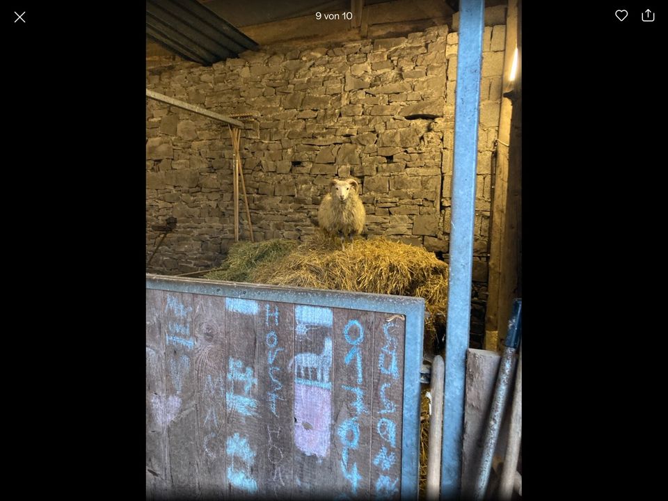 Skudden Schaf Schafe Deckbock Quessant Mini Schafe in Schalksmühle