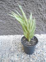 Sansevieria francisii variegata (2) Baden-Württemberg - Rheinstetten Vorschau