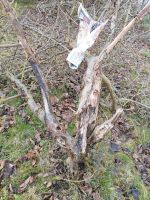 Obstbäume, Streuobst retten, pflegen, schneiden, veredeln Sachsen - Erlau Vorschau