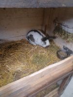 Kaninchen Reinische Scheckenmix Hessen - Diemelstadt Vorschau